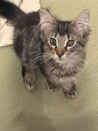 Lorenzo