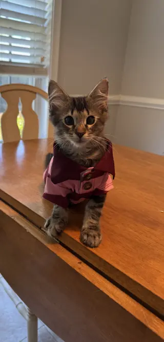 Lorenzo