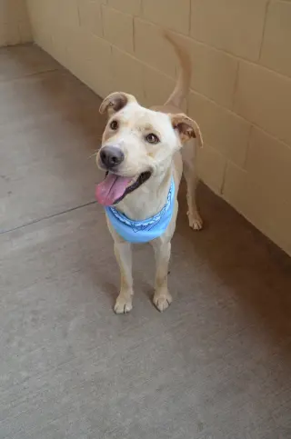 Orion (In Foster)