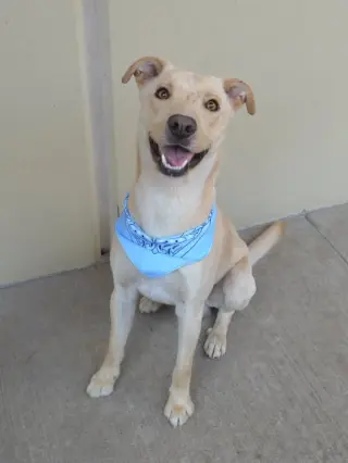 Orion (In Foster)