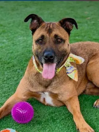 Smokey - Foster or Adopt Me!