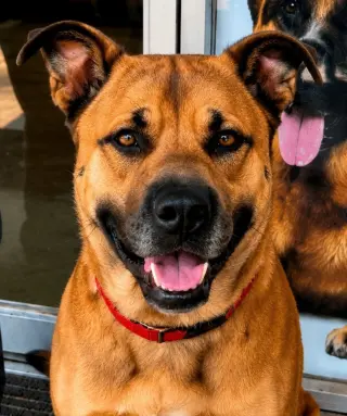 Smokey - Foster or Adopt Me!