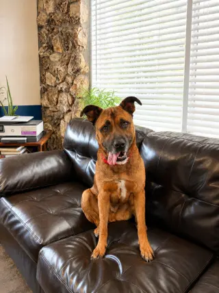 Smokey - Foster or Adopt Me!