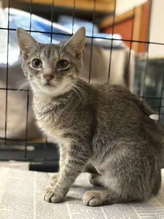 Daphne