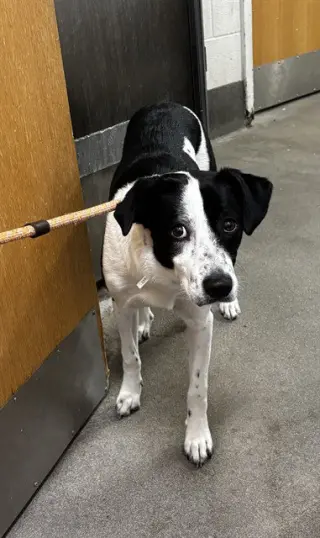 *DAISY