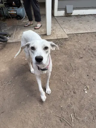Didi