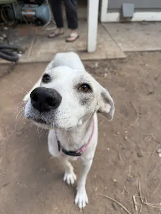 Didi