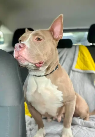 Jolene (fka Sugar)