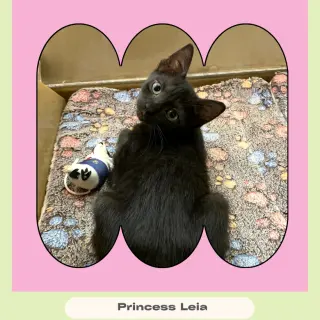 Princess Leia