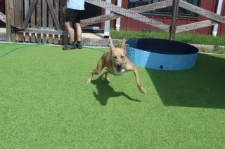 Maverick