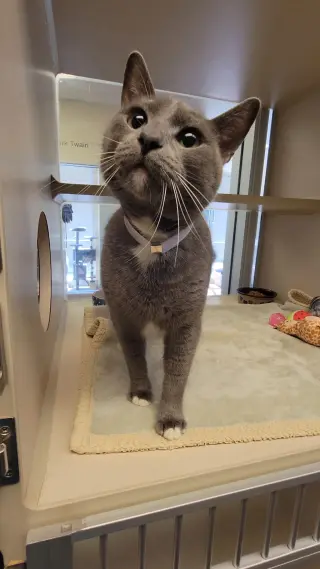 Meeshka
