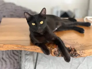 Iman