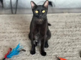 Iman