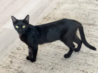 Iman