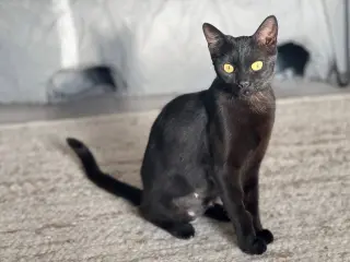 Iman