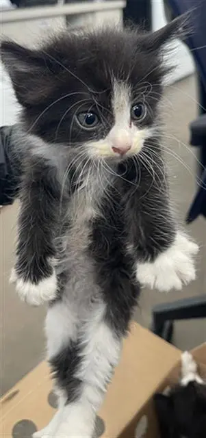 SKIPPER