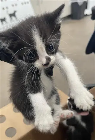 CHILI
