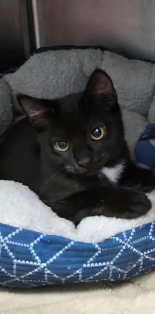 Adele - At shelter