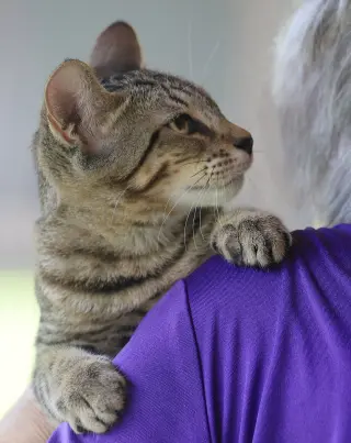 Skipper