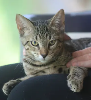 Skipper