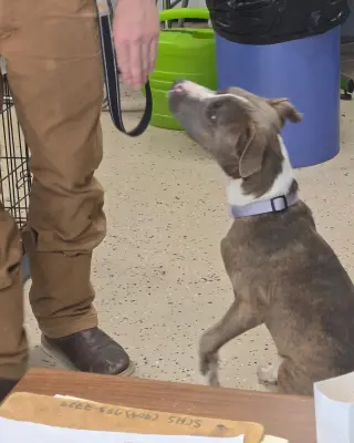 Astro