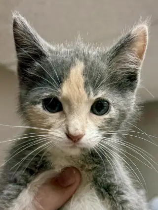 CAT - Uma