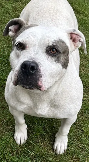 FIONA