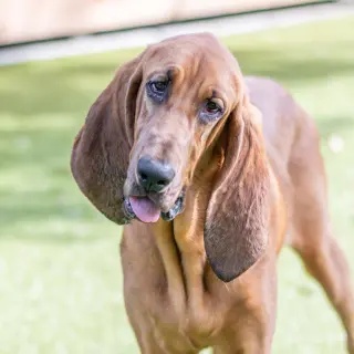 Dixie