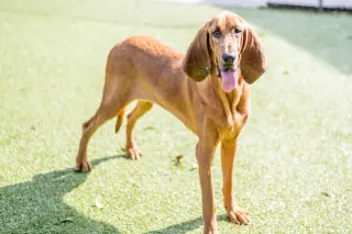 Dixie