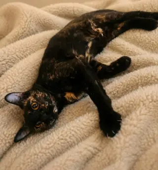 Gemma