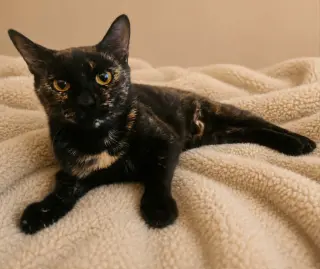 Gemma