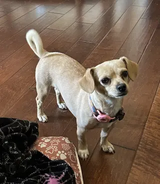 Sammy