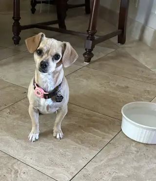 Sammy