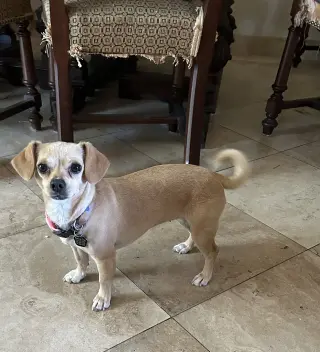 Sammy
