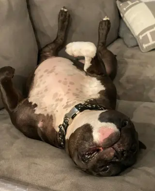 Ruxpin