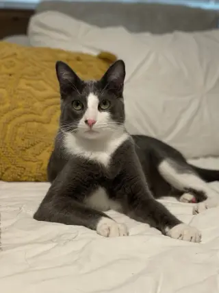 Remy