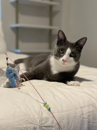 Remy