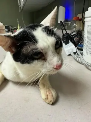 COUNT SCRATCHULA