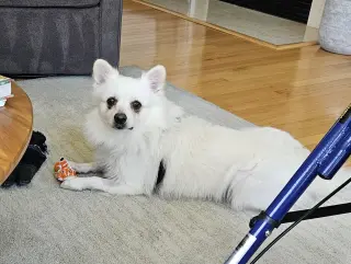 Ollie of MD