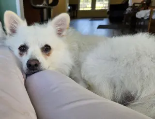 Ollie of MD