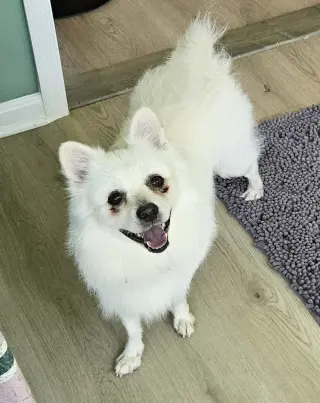 Ollie of MD