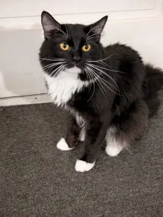 Pennylope Pussycat - Sponsored