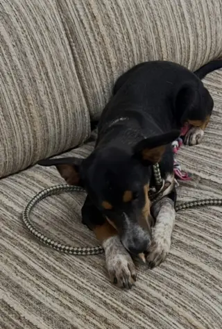 Jack - A -Bea female