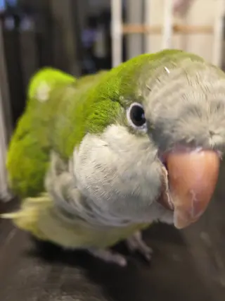 Penn