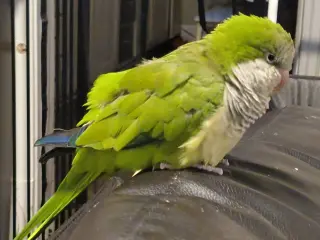 Penn