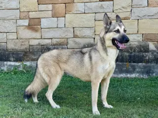 Priscilla