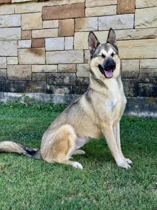 Priscilla