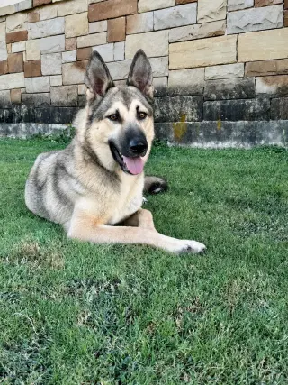 Priscilla