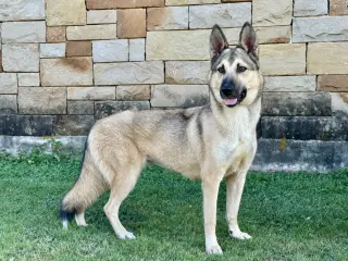 Priscilla