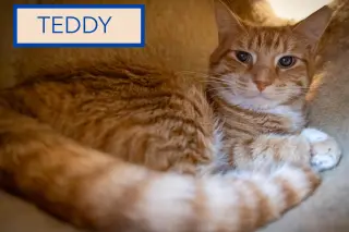 Teddy: Barn Cat (FCID# 07/27/2026 - 50 Trainer)